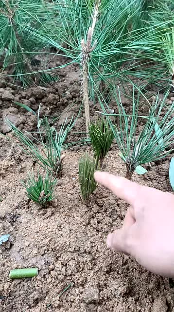 这是扦插松树高手一般人不会太厉害了