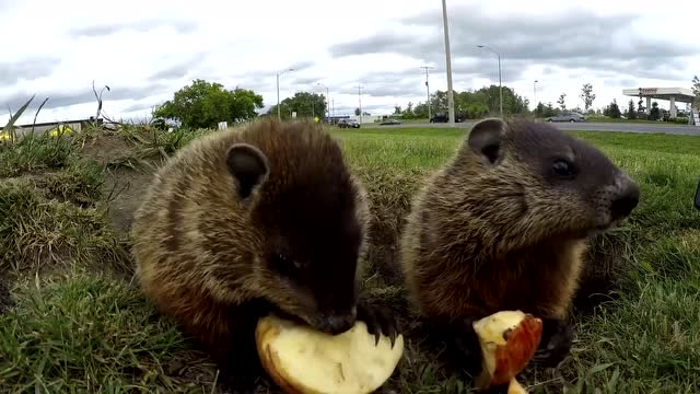 土拨鼠吃什么都那么香,一块苹果,都能吃出熊掌的味道
