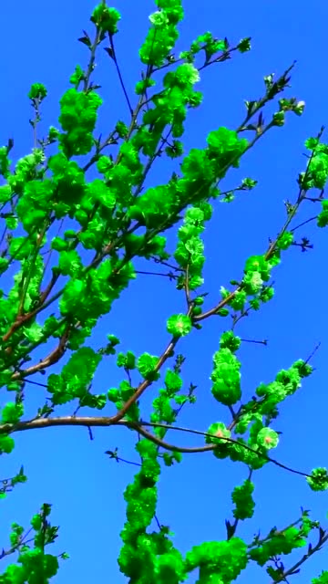 你见过绿色的梅花吗眼前这一幕,太漂亮了!