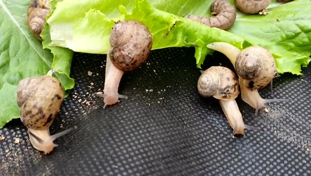 原来蜗牛们如此喜欢吃生菜,挺好养的