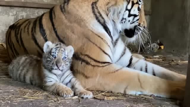 老虎宝宝刚出生的样子图片
