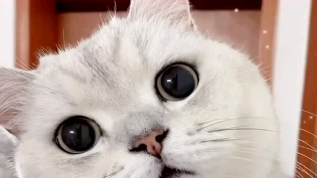 猫咪眼睛圆滚滚的,直勾勾的盯着主人,看完心都被萌化了!