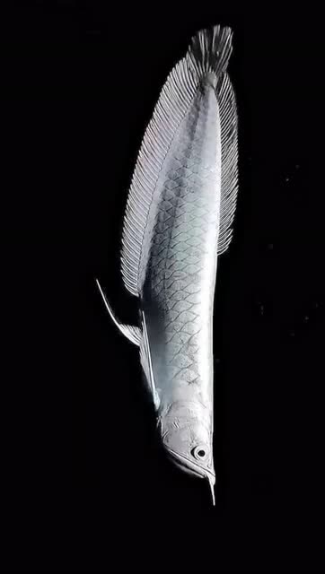 银龙鱼近拍,优雅的身形,不开灯也这么美