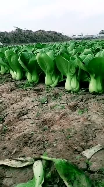 还以为油菜是模型,没想到竟然是农民伯伯种的,种地的技术太牛了