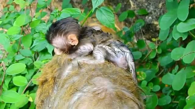 母猴带着刚出生的小猴儿找吃的,小家伙只能自己抓紧,掉下来妈妈也不管