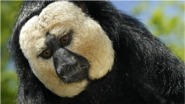 世界上最丑的动物,"屁股"仿佛长在了脸上,属实有些尴尬!