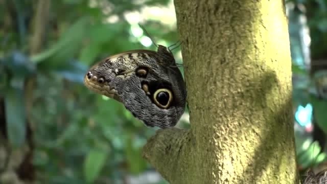 蝴蝶居然会吸血?五彩斑斓的翅膀其实只是伪装?看完视频吓哭了!