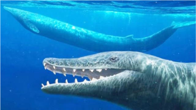 伊西斯龙王鲸,史前海洋最大掠食动物,专门捕食鲨鱼!