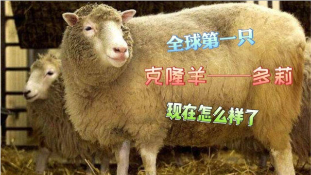 世界上第一只克隆羊——多莉,现在怎么样了?