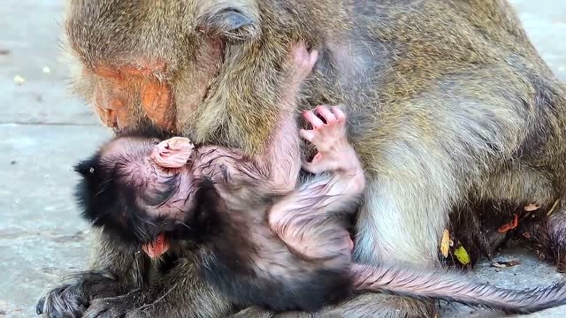 母猴 分娩图片