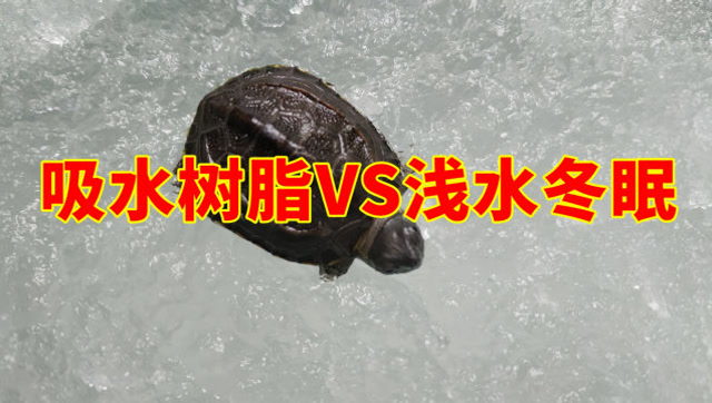 乌龟冬眠方法到底选哪个好浅水和吸水树脂冬眠大pk两种方式优缺点对比
