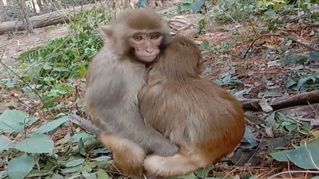 公猴子和母猴子,正在树林里谈恋爱被无心游客打扰,看它们的反应如何?
