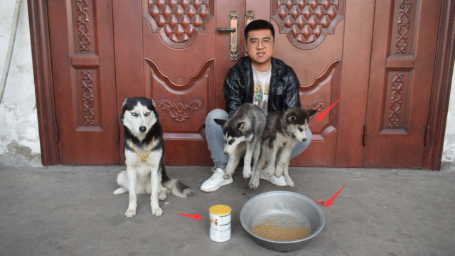 小吉三百元买了瓶羊奶粉,哈士奇却非说买亏了,大家帮忙评评理?