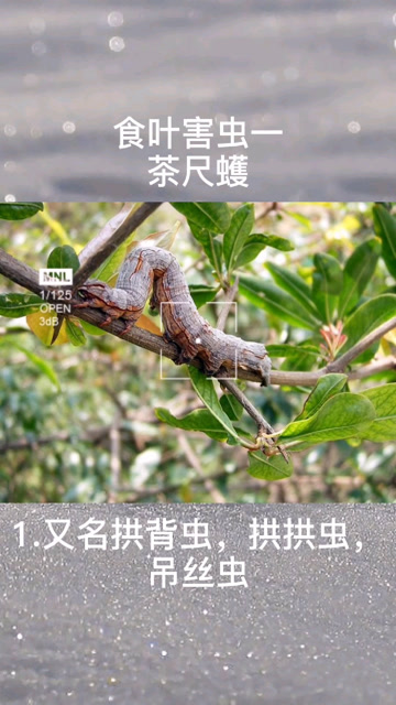 有机茶园茶尺蠖危害及防治