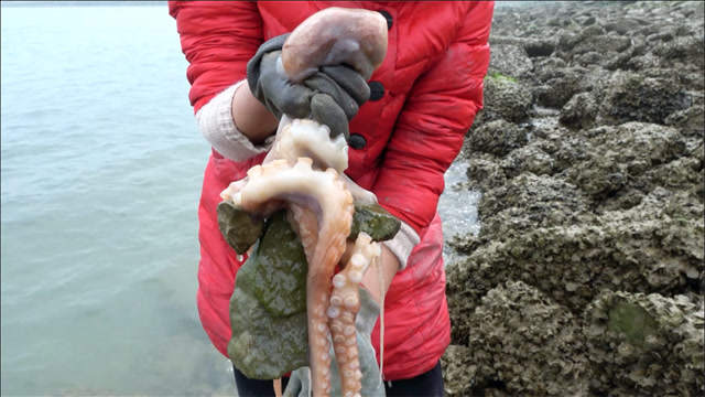 八爪鱼抱着石头亲热,巨浪下大梅冒危险去抓,抓了好多大货!