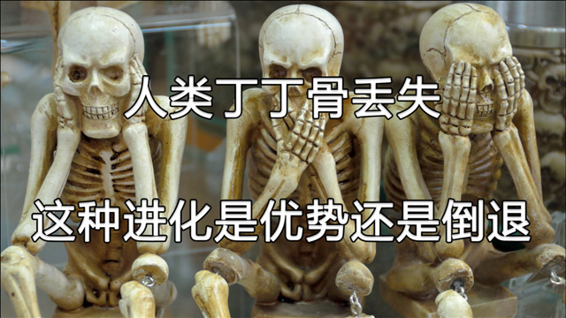 人类的丁丁为啥失去了骨头这是进化的优势还是退化