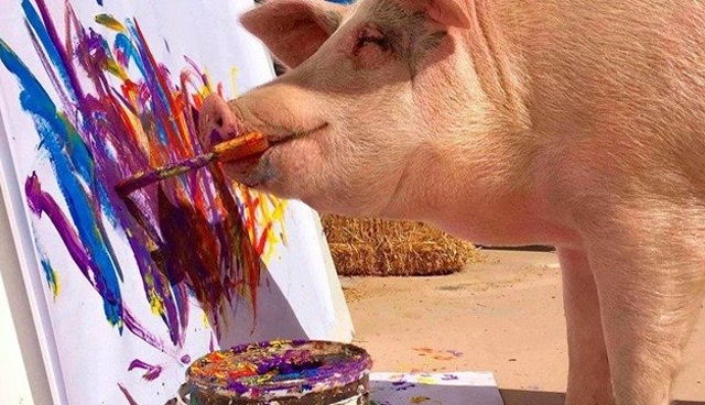 全球唯一会画画的猪,每天以画画为乐,外号"猪加索"!