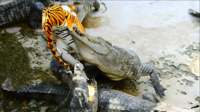 凶猛的鳄鱼撕咬"老虎",谁知下一秒尴尬了