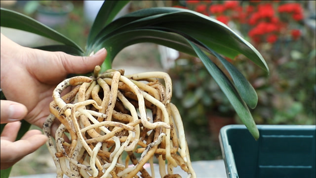 想要君子兰根和叶一样旺盛,多又粗壮,就要选好这3样东西!