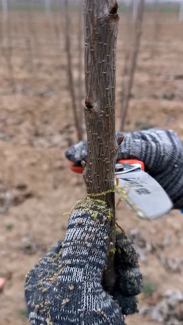 为了早结果,果树就得先刻芽