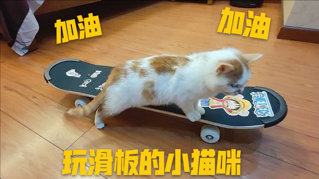 新鲜玩法,小猫咪玩滑板的动作太搞笑了.