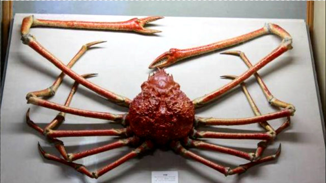 体长达到3m的"杀人蟹",是自然产物,还是核辐射导致的恐怖生物?