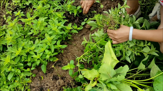 农村有一种草叫"豆腐草",做出来的豆腐很好吃,你吃过吗?