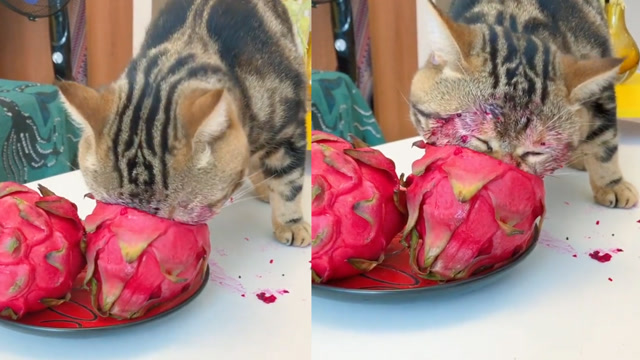 太可爱了!猫咪偷吃火龙果埋脸"苦干",现场画面让人有点上头
