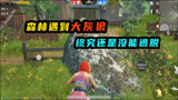 和平精英：小红帽反打大灰狼？这么嚣张的操作你们见过吗？