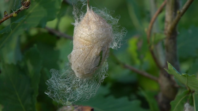 丝绸之"鲁"(鲁山一化柞蚕茧丝绸)