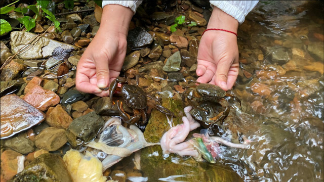 暴雨后深山小溪抓螃蟹,放下诱饵后10分钟就上钩了,一只接一只高兴坏了