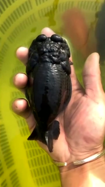 纯黑兰寿金鱼,大麒麟头,这种颜色漂亮吗