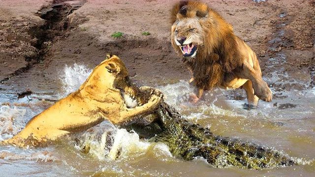 "水中霸主"尼罗鳄与狮子之间的生死较量,后者落荒而逃?