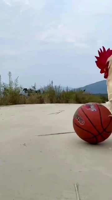 公鸡打篮球图片