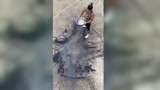 【王者荣耀火棍画】高山流水遇见高盆冷水，完了！