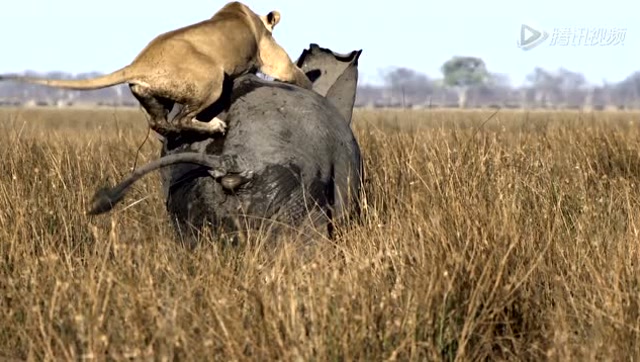 狮子猎杀大象无处下嘴 飞身跃起骑象狂奔