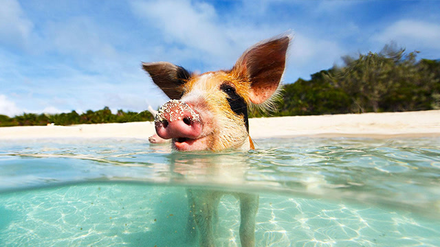 别的海里有鱼,这边海里有猪