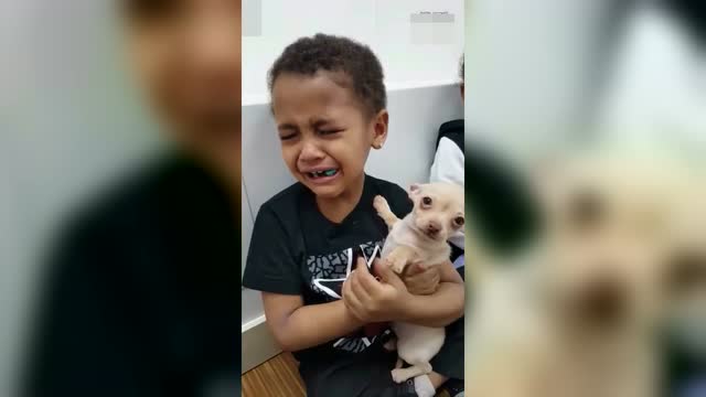 小男孩被狗狗萌哭了,这只狗狗真的有那么可爱吗