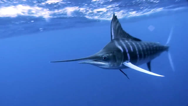 出海遇到千斤重剑鱼,几个大汉才把大鱼钓起