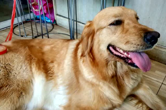 皇家 宠物狗屋训养三只黑下巴