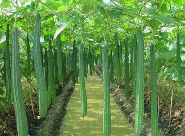 大棚栽培丝瓜的4个关键环节