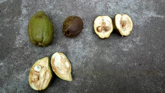 小森手把手教你怎样处理新鲜的发财树果实