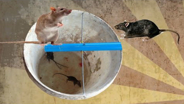 柬埔寨人的智慧:喝水的水桶用来捉老鼠 还真是技高一筹