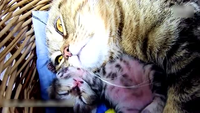 小奶猫喵喵叫的声音,简直可以融化人心 猫妈妈:感觉身体被掏空