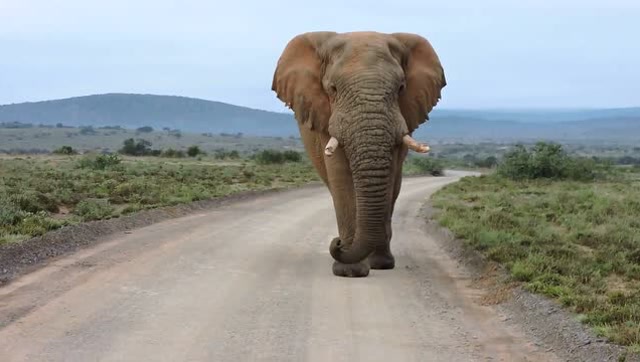 野外开车偶遇一头公象,你这时才知道啥叫"庞然大物"了