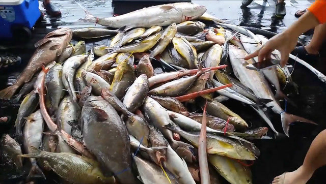 南海油井船钓,收获一船的大鱼!