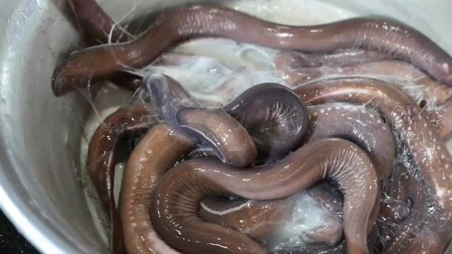 韩国美食路边吃 - 盲鳗烧烤 汉城海鲜