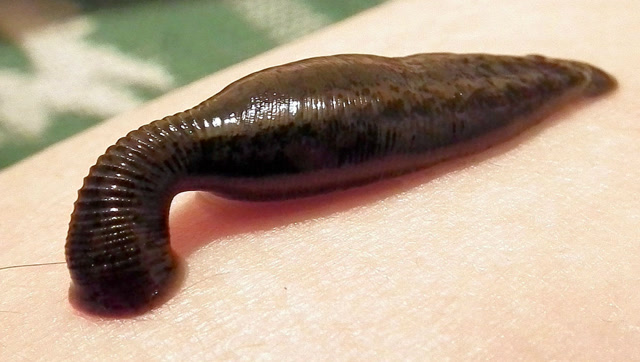 男子用自己血液饲养水蛭,如今长66厘米如手臂大,不怕直接吸干?
