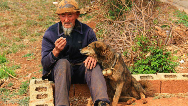 狗狗帮老汉下地干活,好狗啊
