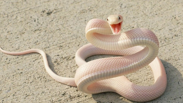 老太太去世前叮嘱千万别卖祖宅,儿孙不听,岂料从宅院冲出一白蟒